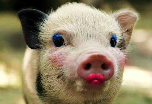 Agile lipstick on a waterfall pig